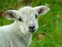 I only have eyes for EWE